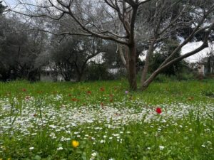צילום: טניה קרונוס מקיבוץ אדמית.