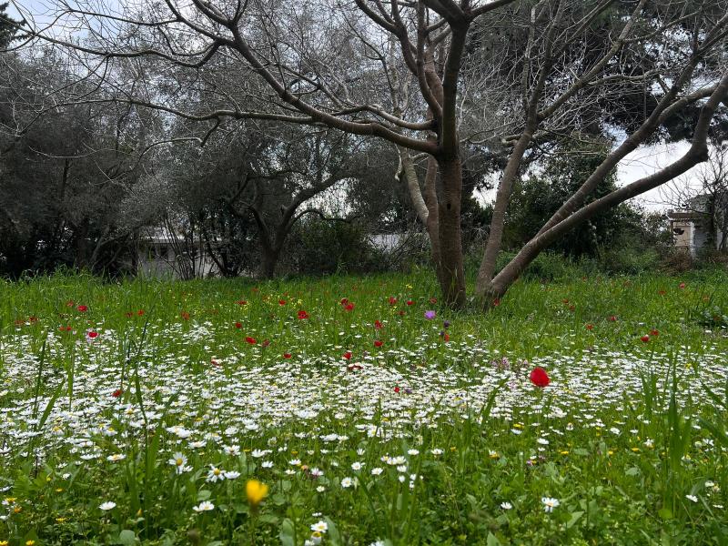 צילום: טניה קרונוס מקיבוץ אדמית.