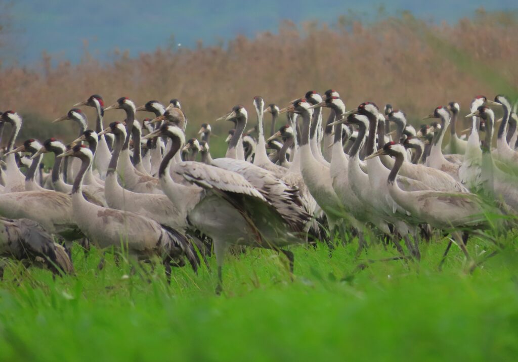 צילום: עינבר שלומית רובין (אגמון החולה - קק"ל)